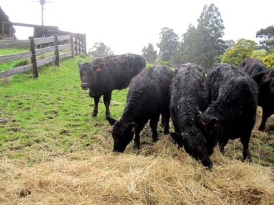 kelty farm beef